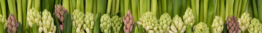 New Green Market is a new online trading platform for the trading of flowers and plants.